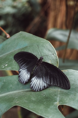 Темная бабочка садится на зеленый лист