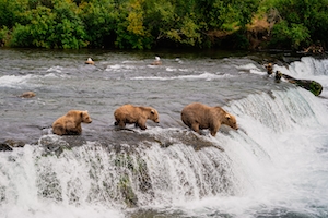 Медведица учит своих детенышей-медвежат ловить лосося 