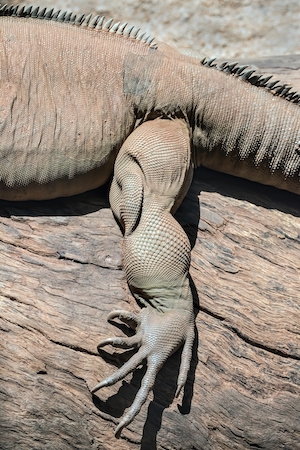 Задняя нога игуаны-носорога, крупный план 