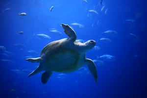 Большая морская черепаха, плывущая вверх