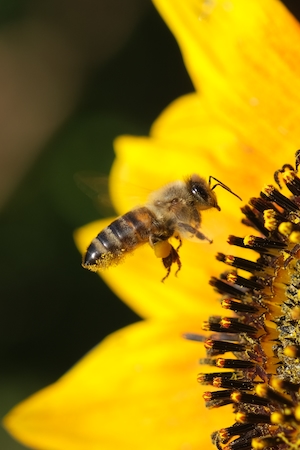 пчела у желтого цветка 