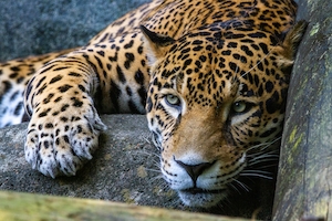 Ягуар отдыхает на камне в зоопарке