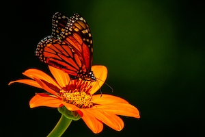 Бабочка-монарх на циннии.