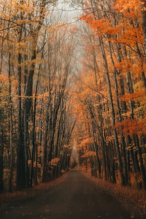 дорога в туманном осеннем лесу