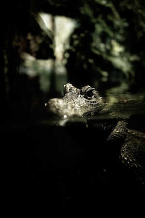 голова крокодила в воде, крупный план 