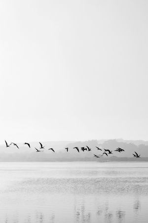 черно-белая фотография черных птиц над водой 