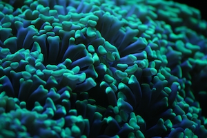 разноцветные кораллы под водой, красочный коралловый риф 