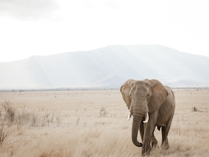 слон гуляет по полю на фоне холма, фото в полный рост 