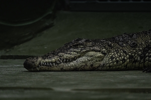 Крокодил лежит на ровной поверхности 