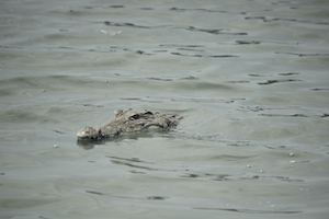 крокодил у поверхности воды 
