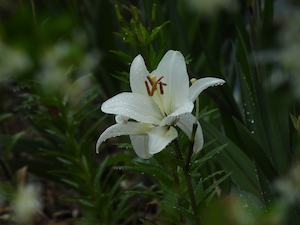белая лилия под дождем, крупный план 