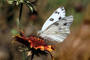 Флоридская белая бабочка