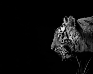 черно-белый профиль тигра, крупный план 