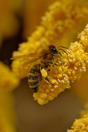 пчела на желтом цветке, макро-съемка