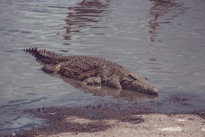 крокодил лежит на воде 