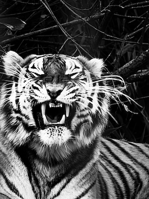 черно-белая фотография рычащего тигра 
