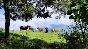 Коровы на лугу, голубое небо 
