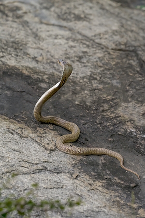 змея извивается на камне 