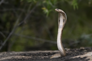 змея в дикой природе, крупный план 