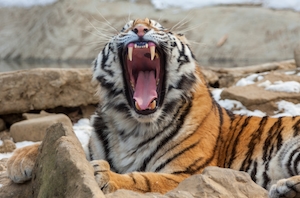 Ленивый зевок тигре, крупный план 