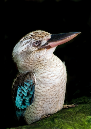 Самка голубокрылой кукабурры, тропическая птица, крупный план