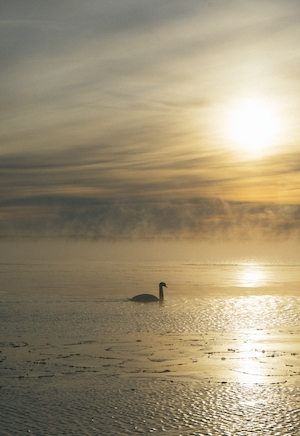 лебедь в воде на закате, солнце на небе