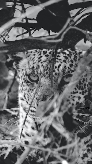 Леопард смотрит в камеру