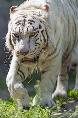 белый тигр идет по траве, крупный план 