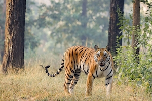 тигр в лесу 