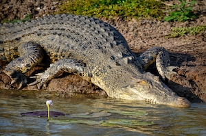 Крокодил лежит на пляже у воды 
