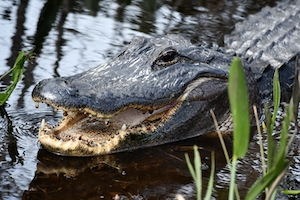 Крокодил с открытой пастью, крупный план 