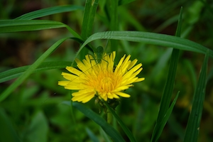 Зеленый кузнечик в цветке одуванчика