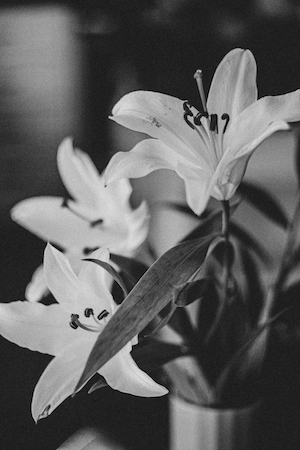 белые лилии, крупный план, черно-белая фотография 