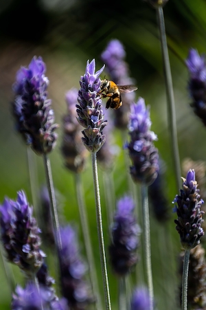 пчела на цветущей лаванде, макросъемка 