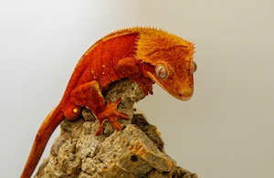  оранжевая рептилия на камне, крупный план 
