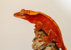  оранжевая рептилия на камне, крупный план 