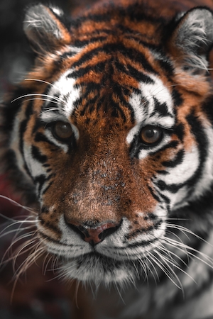 портрет тигра, крупный план, смотрит в кадр 