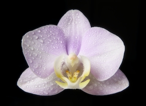 Пурпурно-желтый цветок орхидеи на черном фоне