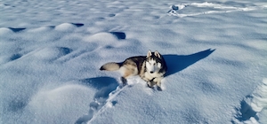 собака лежит на снегу 
