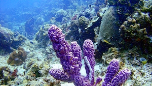 Пурпурная губка на носу кораллового рифа, разноцветные кораллы под водой, красочный коралловый риф 
