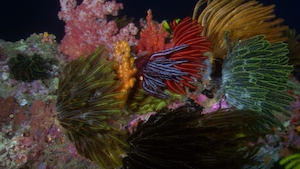разноцветные кораллы под водой, красочный коралловый риф 