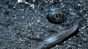 глаза морского животного на дне океана 