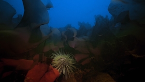 морской еж на камнях под водой