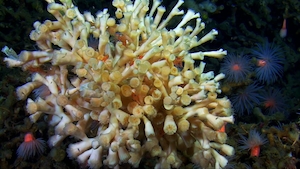 тусклые кораллы, коралловые рифы 