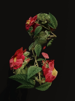 силуэт человека из цветов и растений, 3D-модель на черном фоне 