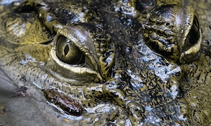глаза крокодила, крупный план 