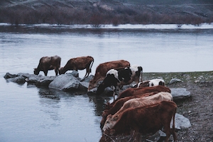 коровы у озера 