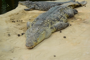 крокодилы лежат на песке 