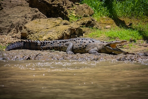крокодил у воды