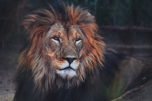 портрет льва, крупный план 